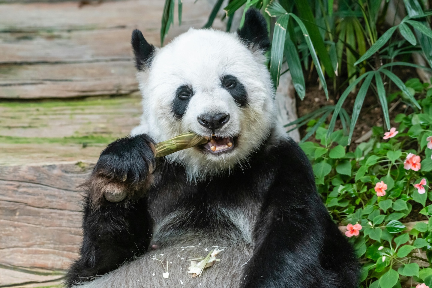 panda eating